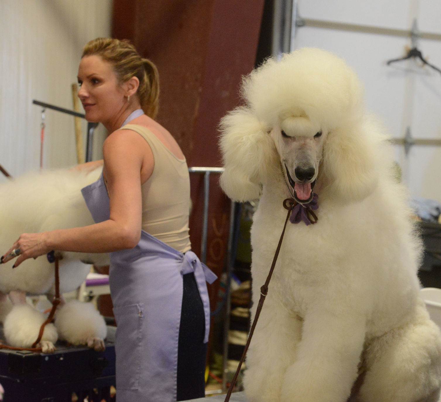 Danville Kennel Club Breeder Show
